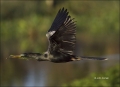Florida;Southeast-USA;Anhinga;Flight;Nesting;Anhinga-anhinga;flying-bird;one-ani